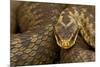 Adder (Vipera Berus) Basking in the Spring, Staffordshire, England, UK, April-Danny Green-Mounted Photographic Print
