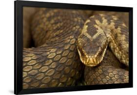 Adder (Vipera Berus) Basking in the Spring, Staffordshire, England, UK, April-Danny Green-Framed Photographic Print