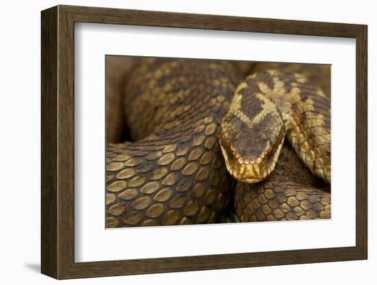 Adder (Vipera Berus) Basking in the Spring, Staffordshire, England, UK, April-Danny Green-Framed Photographic Print