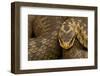 Adder (Vipera Berus) Basking in the Spring, Staffordshire, England, UK, April-Danny Green-Framed Photographic Print