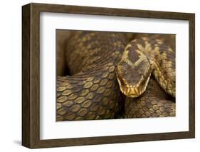 Adder (Vipera Berus) Basking in the Spring, Staffordshire, England, UK, April-Danny Green-Framed Photographic Print