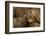 Adder (Vipera Berus) Basking in the Spring, Staffordshire, England, UK, April-Danny Green-Framed Photographic Print