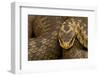 Adder (Vipera Berus) Basking in the Spring, Staffordshire, England, UK, April-Danny Green-Framed Photographic Print