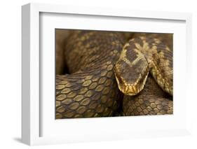 Adder (Vipera Berus) Basking in the Spring, Staffordshire, England, UK, April-Danny Green-Framed Photographic Print