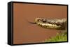 Adder (Vipera Berus) Basking in the Spring Sunshine Flicking Tongue, Staffordshire, England, UK-Danny Green-Framed Stretched Canvas