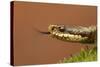 Adder (Vipera Berus) Basking in the Spring Sunshine Flicking Tongue, Staffordshire, England, UK-Danny Green-Stretched Canvas