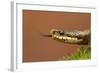 Adder (Vipera Berus) Basking in the Spring Sunshine Flicking Tongue, Staffordshire, England, UK-Danny Green-Framed Photographic Print