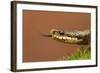 Adder (Vipera Berus) Basking in the Spring Sunshine Flicking Tongue, Staffordshire, England, UK-Danny Green-Framed Photographic Print