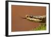 Adder (Vipera Berus) Basking in the Spring Sunshine Flicking Tongue, Staffordshire, England, UK-Danny Green-Framed Photographic Print