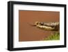 Adder (Vipera Berus) Basking in the Spring Sunshine Flicking Tongue, Staffordshire, England, UK-Danny Green-Framed Photographic Print