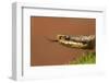 Adder (Vipera Berus) Basking in the Spring Sunshine Flicking Tongue, Staffordshire, England, UK-Danny Green-Framed Photographic Print