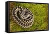 Adder (Vipera Berus) Coiled, Basking on Moss in the Spring Sunshine, Staffordshire, England, UK-Danny Green-Framed Stretched Canvas