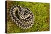Adder (Vipera Berus) Coiled, Basking on Moss in the Spring Sunshine, Staffordshire, England, UK-Danny Green-Stretched Canvas