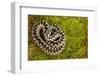 Adder (Vipera Berus) Coiled, Basking on Moss in the Spring Sunshine, Staffordshire, England, UK-Danny Green-Framed Premium Photographic Print