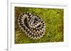 Adder (Vipera Berus) Coiled, Basking on Moss in the Spring Sunshine, Staffordshire, England, UK-Danny Green-Framed Photographic Print