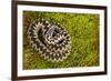 Adder (Vipera Berus) Coiled, Basking on Moss in the Spring Sunshine, Staffordshire, England, UK-Danny Green-Framed Photographic Print