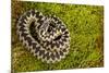 Adder (Vipera Berus) Coiled, Basking on Moss in the Spring Sunshine, Staffordshire, England, UK-Danny Green-Mounted Photographic Print