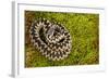 Adder (Vipera Berus) Coiled, Basking on Moss in the Spring Sunshine, Staffordshire, England, UK-Danny Green-Framed Photographic Print