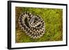 Adder (Vipera Berus) Coiled, Basking on Moss in the Spring Sunshine, Staffordshire, England, UK-Danny Green-Framed Photographic Print