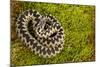 Adder (Vipera Berus) Coiled, Basking on Moss in the Spring Sunshine, Staffordshire, England, UK-Danny Green-Mounted Photographic Print