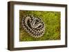 Adder (Vipera Berus) Coiled, Basking on Moss in the Spring Sunshine, Staffordshire, England, UK-Danny Green-Framed Photographic Print