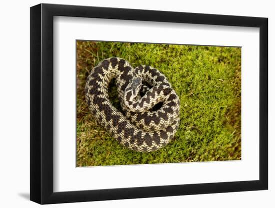 Adder (Vipera Berus) Coiled, Basking on Moss in the Spring Sunshine, Staffordshire, England, UK-Danny Green-Framed Photographic Print