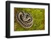 Adder (Vipera Berus) Coiled, Basking on Moss in the Spring Sunshine, Staffordshire, England, UK-Danny Green-Framed Photographic Print