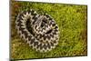 Adder (Vipera Berus) Coiled, Basking on Moss in the Spring Sunshine, Staffordshire, England, UK-Danny Green-Mounted Photographic Print