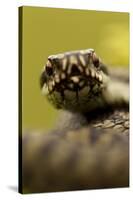 Adder (Vipera Berus) Portrait, Staffordshire, England, UK, April-Danny Green-Stretched Canvas