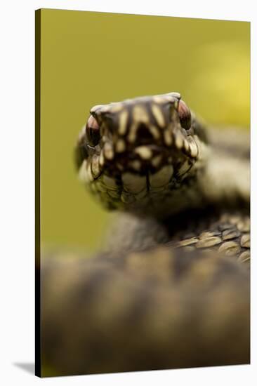 Adder (Vipera Berus) Portrait, Staffordshire, England, UK, April-Danny Green-Stretched Canvas