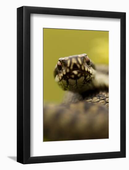 Adder (Vipera Berus) Portrait, Staffordshire, England, UK, April-Danny Green-Framed Photographic Print