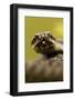 Adder (Vipera Berus) Portrait, Staffordshire, England, UK, April-Danny Green-Framed Photographic Print