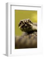 Adder (Vipera Berus) Portrait, Staffordshire, England, UK, April-Danny Green-Framed Photographic Print