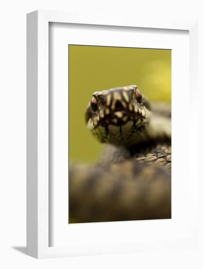 Adder (Vipera Berus) Portrait, Staffordshire, England, UK, April-Danny Green-Framed Photographic Print