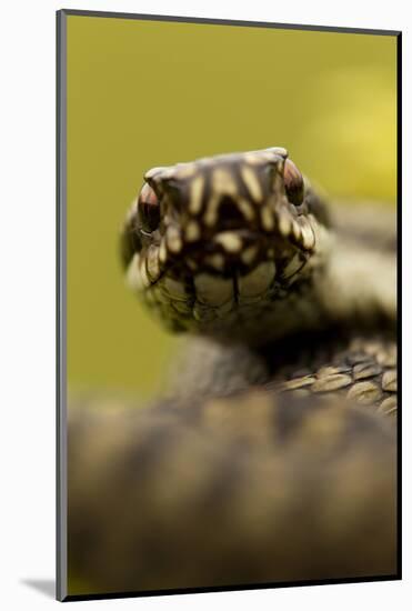 Adder (Vipera Berus) Portrait, Staffordshire, England, UK, April-Danny Green-Mounted Photographic Print