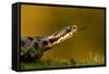 Adder (Vipera Berus) Tasting the Air with Tongue, Staffordshire, England, UK, April-Danny Green-Framed Stretched Canvas