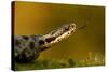 Adder (Vipera Berus) Tasting the Air with Tongue, Staffordshire, England, UK, April-Danny Green-Stretched Canvas