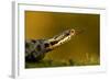Adder (Vipera Berus) Tasting the Air with Tongue, Staffordshire, England, UK, April-Danny Green-Framed Photographic Print