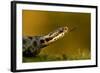 Adder (Vipera Berus) Tasting the Air with Tongue, Staffordshire, England, UK, April-Danny Green-Framed Photographic Print