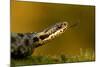 Adder (Vipera Berus) Tasting the Air with Tongue, Staffordshire, England, UK, April-Danny Green-Mounted Photographic Print