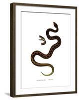 Adder-null-Framed Giclee Print