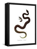 Adder-null-Framed Stretched Canvas