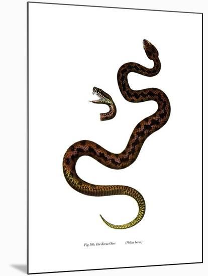 Adder-null-Mounted Giclee Print