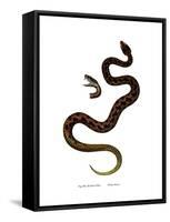 Adder-null-Framed Stretched Canvas