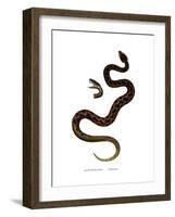 Adder-null-Framed Giclee Print