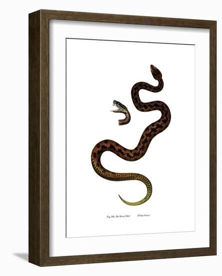 Adder-null-Framed Giclee Print