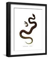 Adder-null-Framed Giclee Print