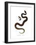 Adder-null-Framed Giclee Print