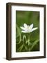 addersmeat, Stellaria holostea, blossom, close-up-David & Micha Sheldon-Framed Photographic Print