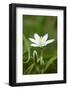 addersmeat, Stellaria holostea, blossom, close-up-David & Micha Sheldon-Framed Photographic Print